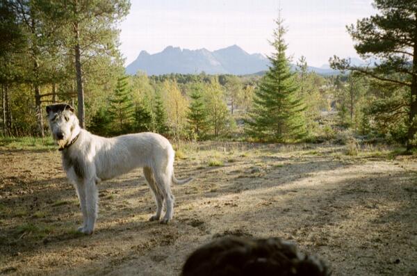 Bonney, Irish Wolfhound october 2001.