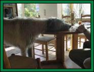 To Wolfhound-Foto-Album