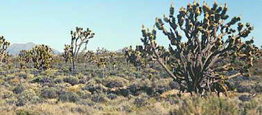 The Great Joshua Trees