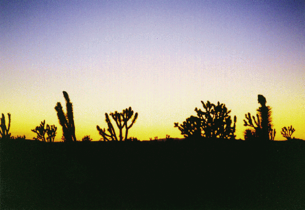 Sunset Over The Joshua Trees