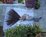 best.jpg (5165 bytes)