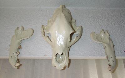 bearskullSM.jpg (14188 bytes)