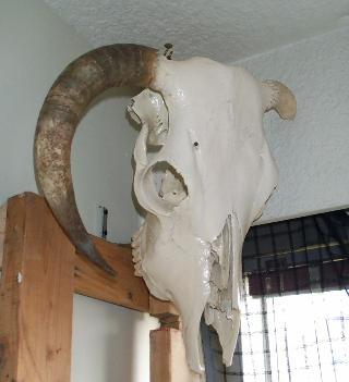 biggerskullSM.jpg (15826 bytes)