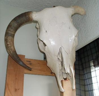 biggestskullFnTSM.jpg (17220 bytes)