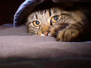 chakrasface.jpg (18972 bytes)