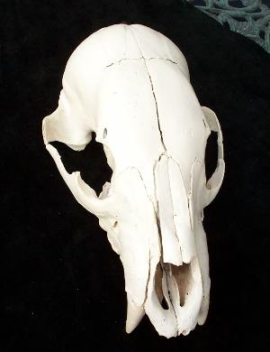 dunnoskull1SM.jpg (13905 bytes)