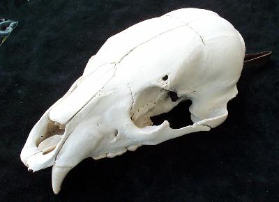 dunnoskullSM.jpg (15509 bytes)