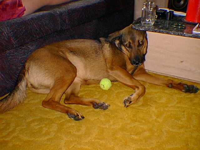lazydog.jpg (49769 bytes)