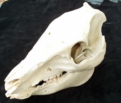 pigskull2SM.jpg (18951 bytes)