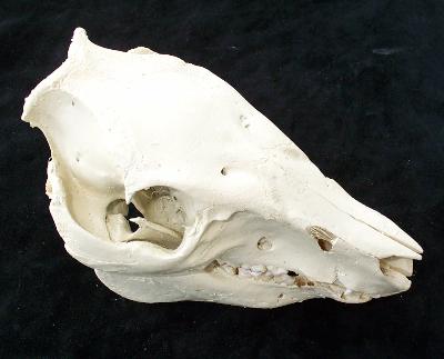 pigskullSDESM.jpg (17216 bytes)