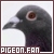 Pigeon Fan!