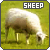 Sheep Fan!