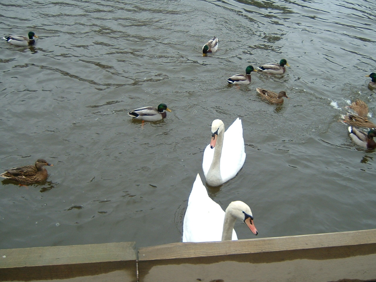 Swans and Ducks