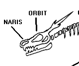Button For Eastern Skeleton