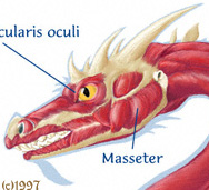 Button for Western Dragon Muscles