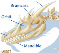 Button for Western Skeleton