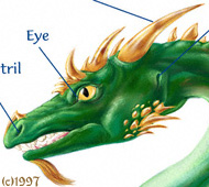 Button for Outside of the body