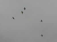 Wye Marsh: Midland, Ontario