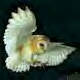 Barn Owl