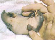 platypus baby