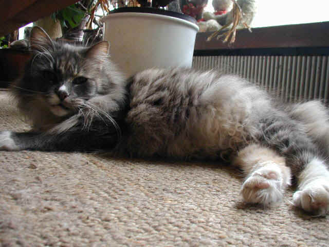 Picb0943.jpg (66764 Byte)