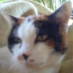 antje.JPG (10533 Byte)