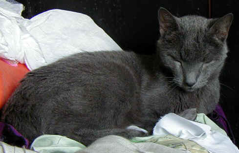 Original P6200004.jpg (57760 Byte) hier komprimiert und geschnitten (16989 Byte)