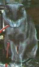 bommel.jpg (3655 Byte)