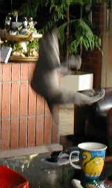 Laurens springt hoch