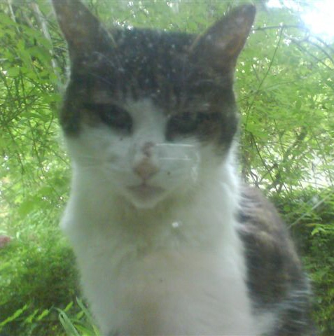 hat sich bei uns angesiedelt. gestorben 19.11.08