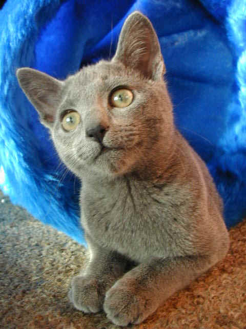 PICc0301.JPG (121112 Byte)