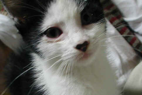 PId71709.JPG (87325 Byte)