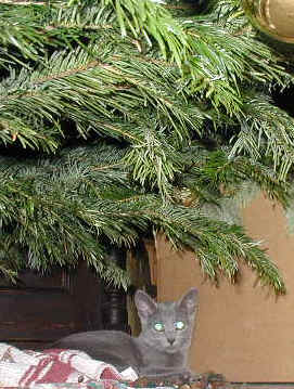 Picc1922.jpg (66592 Byte)