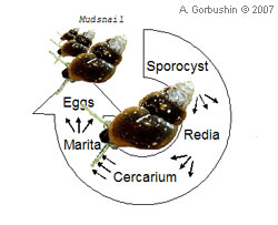Bunocotyle progenetica