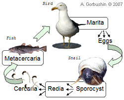 Cryptocotyle lingua, C.concavum