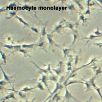 Littorina littorea haemocyte monolayer