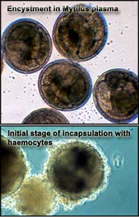 Cercaria encystment in vitro
