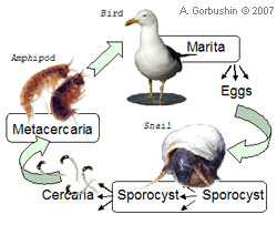 Maritrema subdollum, Microphallus claviformes