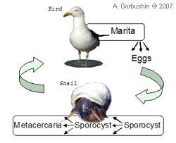 Microphallus piriformes, M. pseudopygmaeus, M. triangulatus