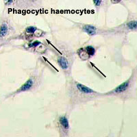 Littorina littorea phagocytic haemocytes