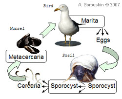 Renicola parvicaudata