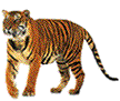tiger