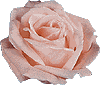 rose08.gif (3669 bytes)