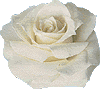 rose18.gif (4023 bytes)