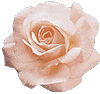 rose20.gif (3850 bytes)