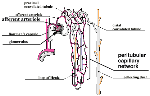 Urinary System