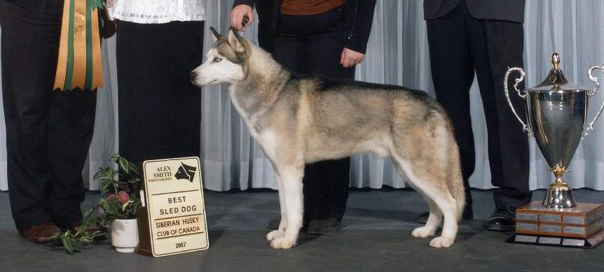 Sled dog winning at the 2007 SHCC National