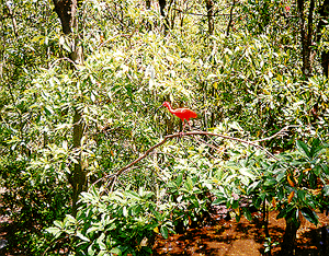 scarlett ibis