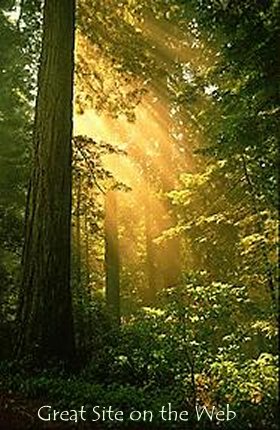 The Great Site in the WEB