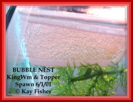 Bubblenest full of Eggs